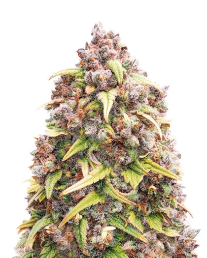 Blueberry Purple (56 seeds)
