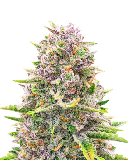 Bruce Banner Auto Feminized (56 seeds)