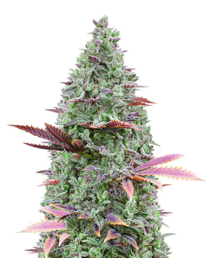 Gorilla Glue #4 (56 seeds)