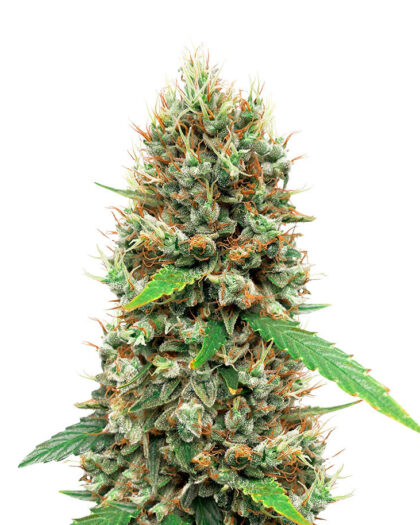 White Widow (56 Seeds)